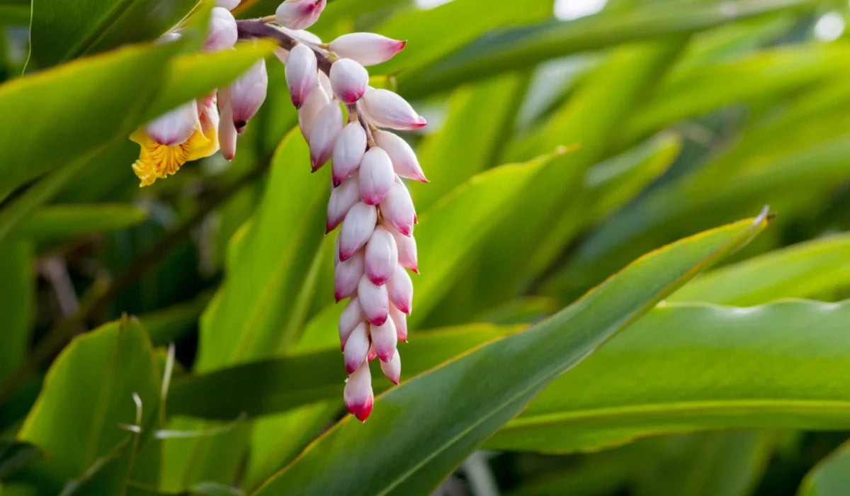 Shell Ginger Flowering Live Plant