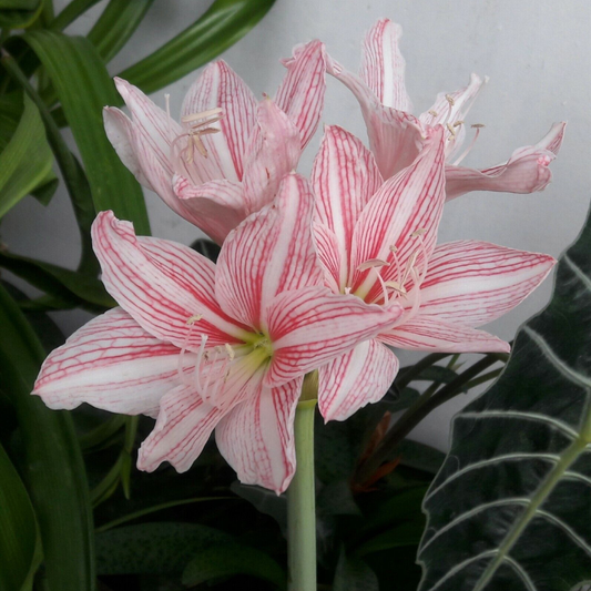 Amaryllis Pink (Hippeastrum reticulatum) Flowering Live Plant