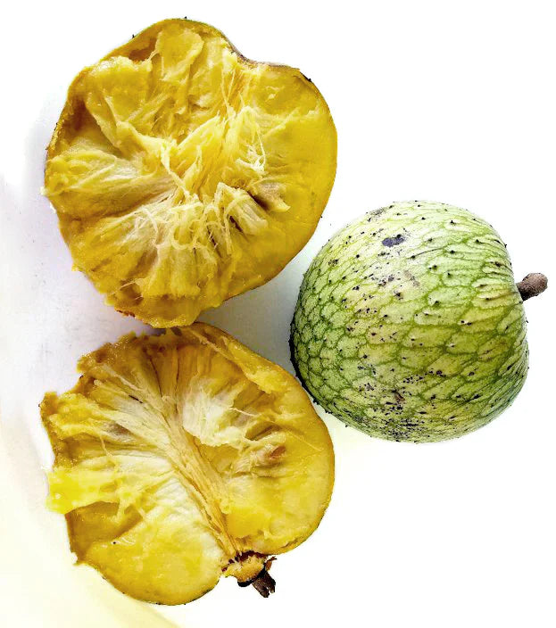 Mountain Soursop Live Plant (Annona Montana)