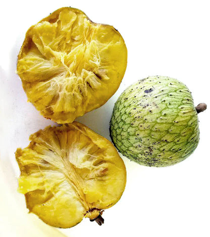 Mountain Soursop Live Plant (Annona Montana)