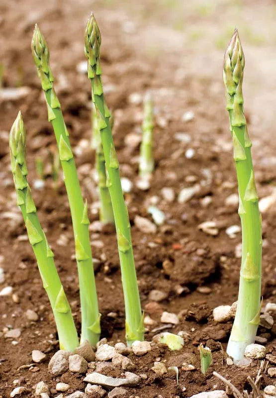 Asparagus Meyeri Live Plant