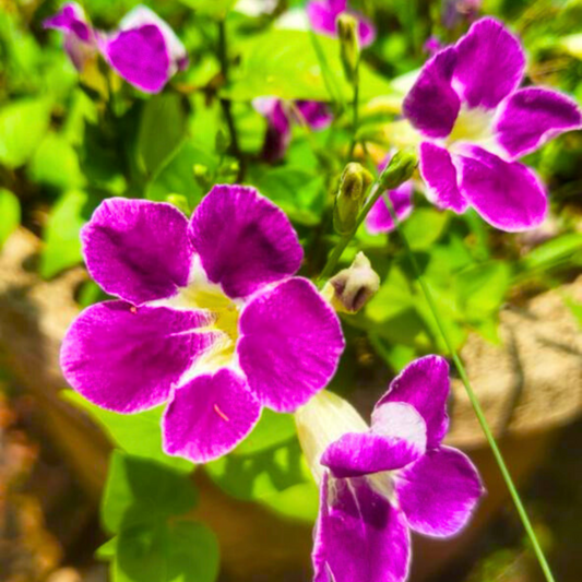 Asystasia (Asystasia gangetica) Flowering Live Plant