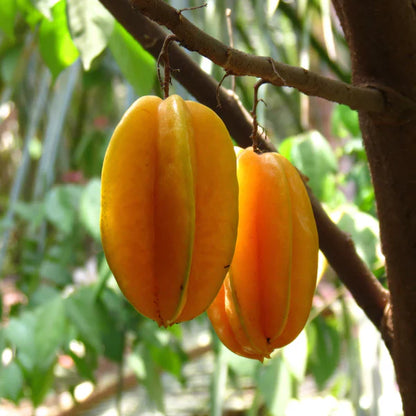 Sweet Vareity Star Fruit / Carambola Grafted Live Plant (Averrhoa Carambola)