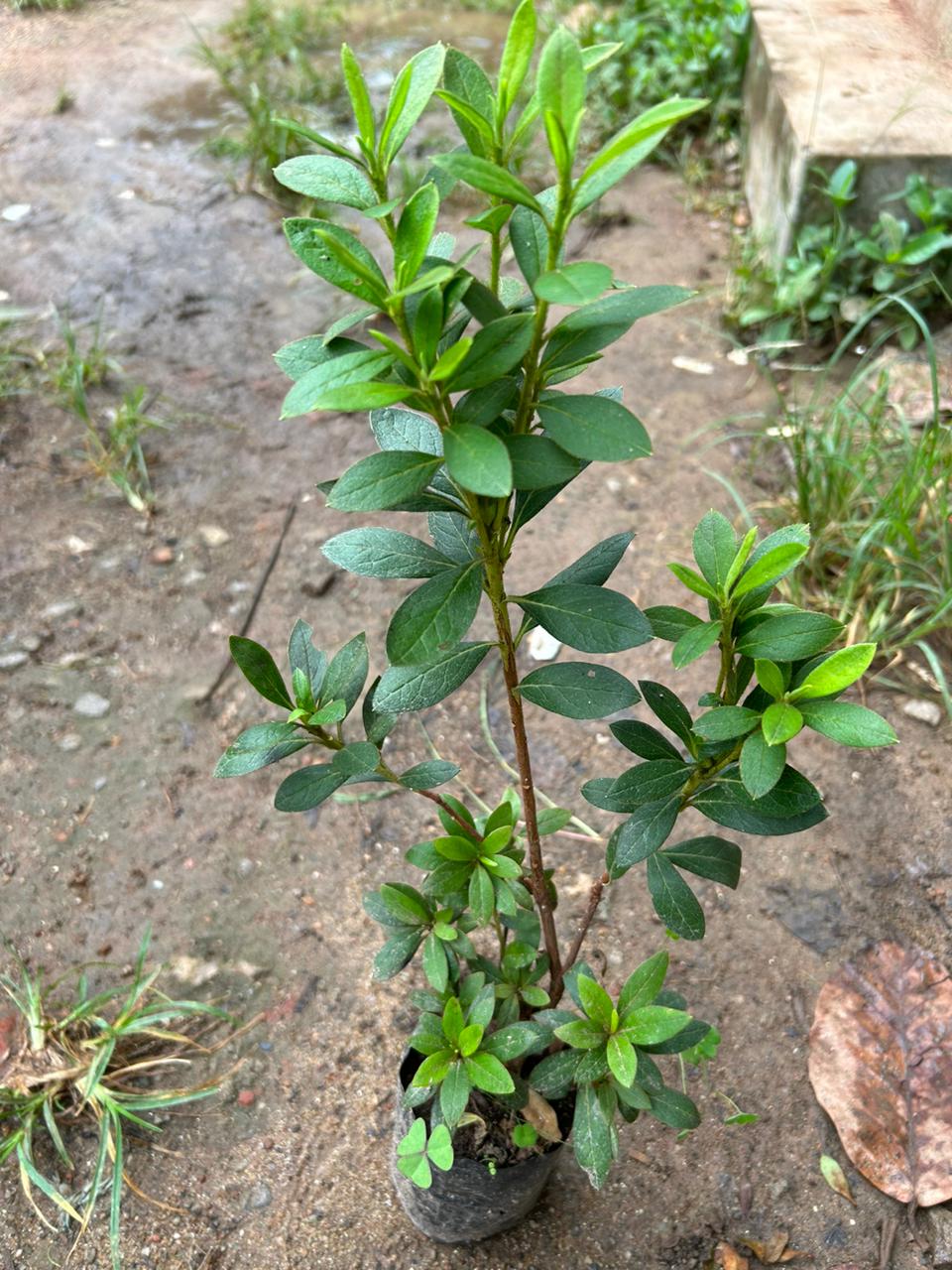 Azalea Pink (Rhododendron) Multi Petal Rare Flowering Live Plant