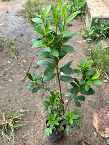 Azalea Pink (Rhododendron) Multi Petal Rare Flowering Live Plant