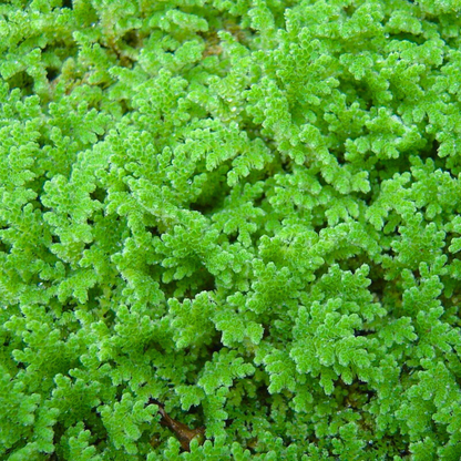 Azolla / Mosquito ferns Aquarium Live Plant