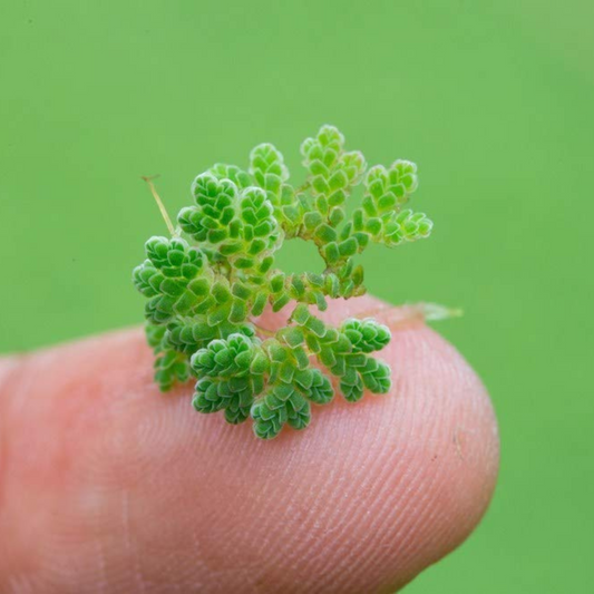Azolla / Mosquito ferns Aquarium Live Plant