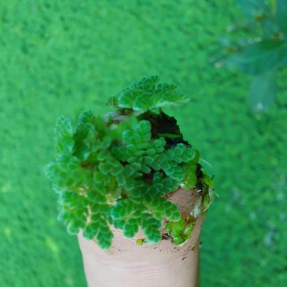 Azolla / Mosquito ferns Aquarium Live Plant