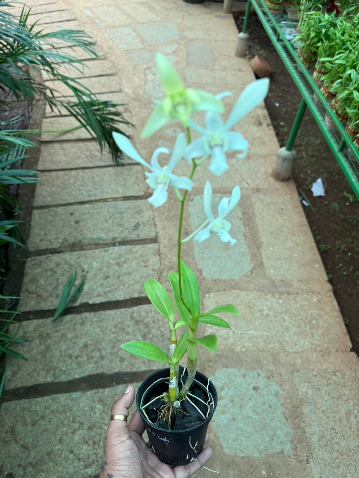 Dendrobium Caesar White Orchids with Flower