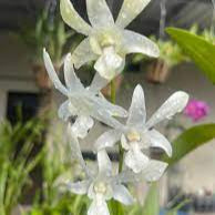 Dendrobium Caesar White Orchids with Flower