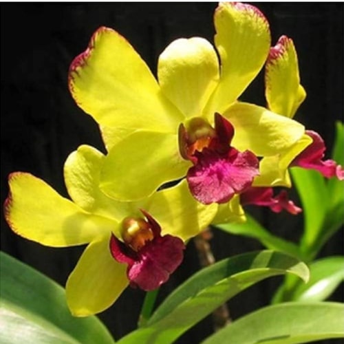 Dendrobium Thongchai gold orchids