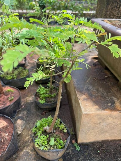 Tamarind Tree Bonsai (Tamarindus Indica) Indoor Live Plant
