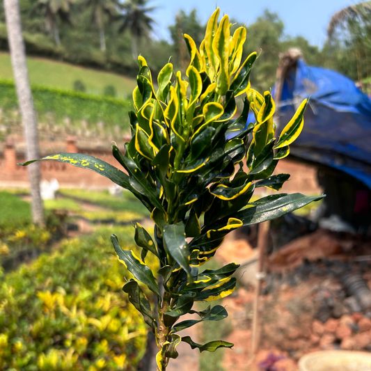 Banana Croton (Codiaeum variegatum) Indoor / Outdoor Live Plant