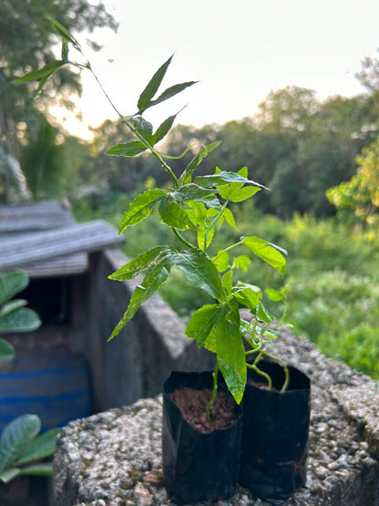 Banana Passion Fruit (Passiflora Tripartita Mollissima) Live Plant