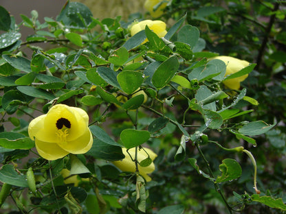 Mandaram Yellow (Bauhinia tomentosa) Rare Flowering Live Plant
