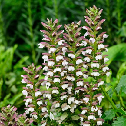 Bear’s Breeches (Acanthus mollis) Rare Flowering Live Plant