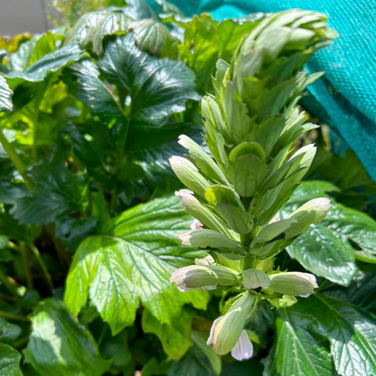 Bear’s Breeches (Acanthus mollis) Rare Flowering Live Plant