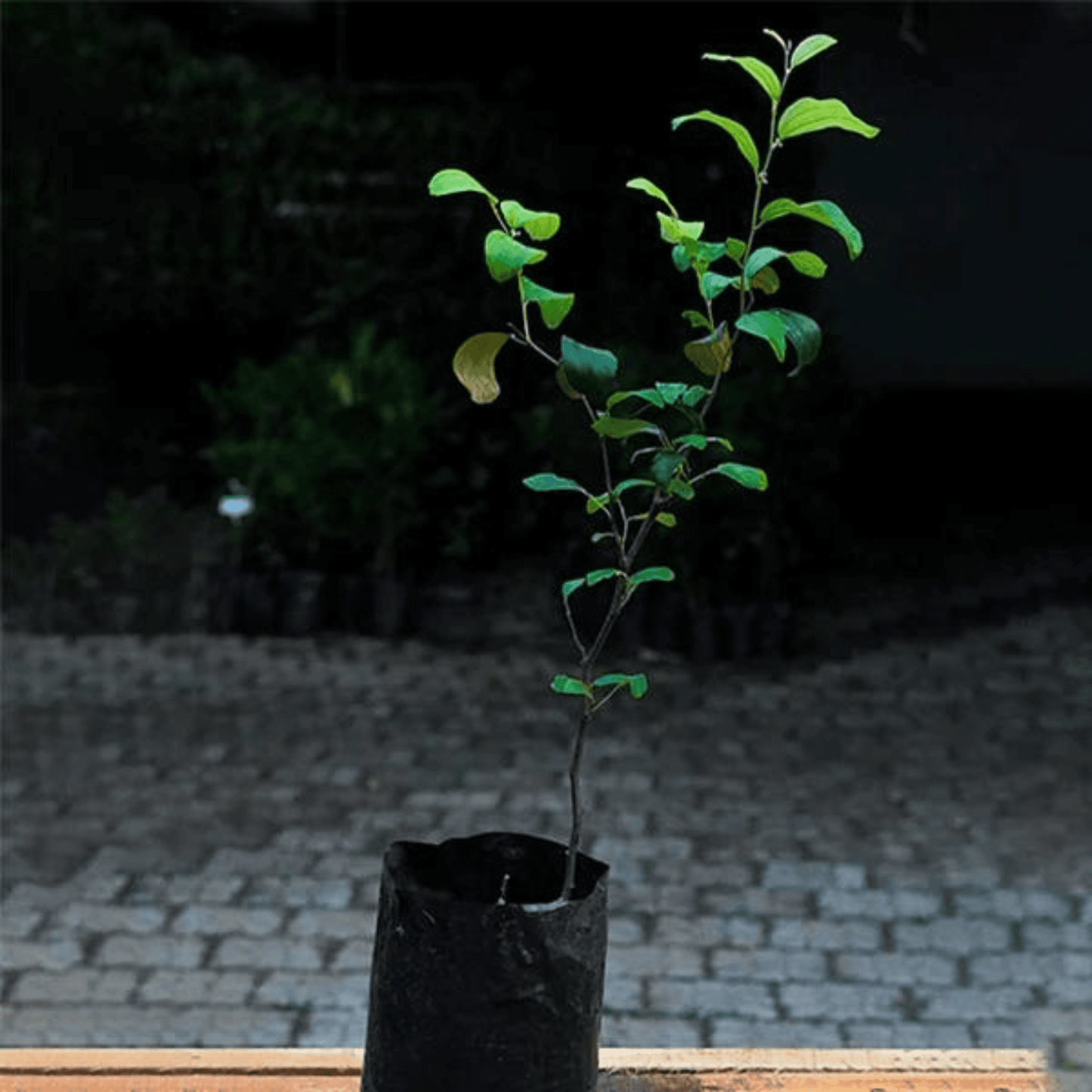 Ber Apple Green Live Plant (Ziziphus Mauritiana)