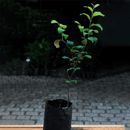 Ber Apple Green Live Plant (Ziziphus Mauritiana)