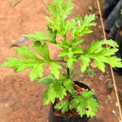 Bhasma Tulsi Medicinal Live Plant