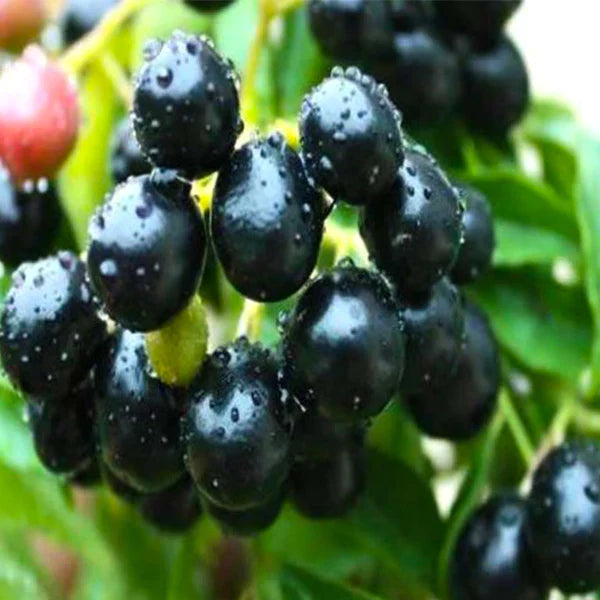Black Jamun (Syzygium cumini) Live Plant