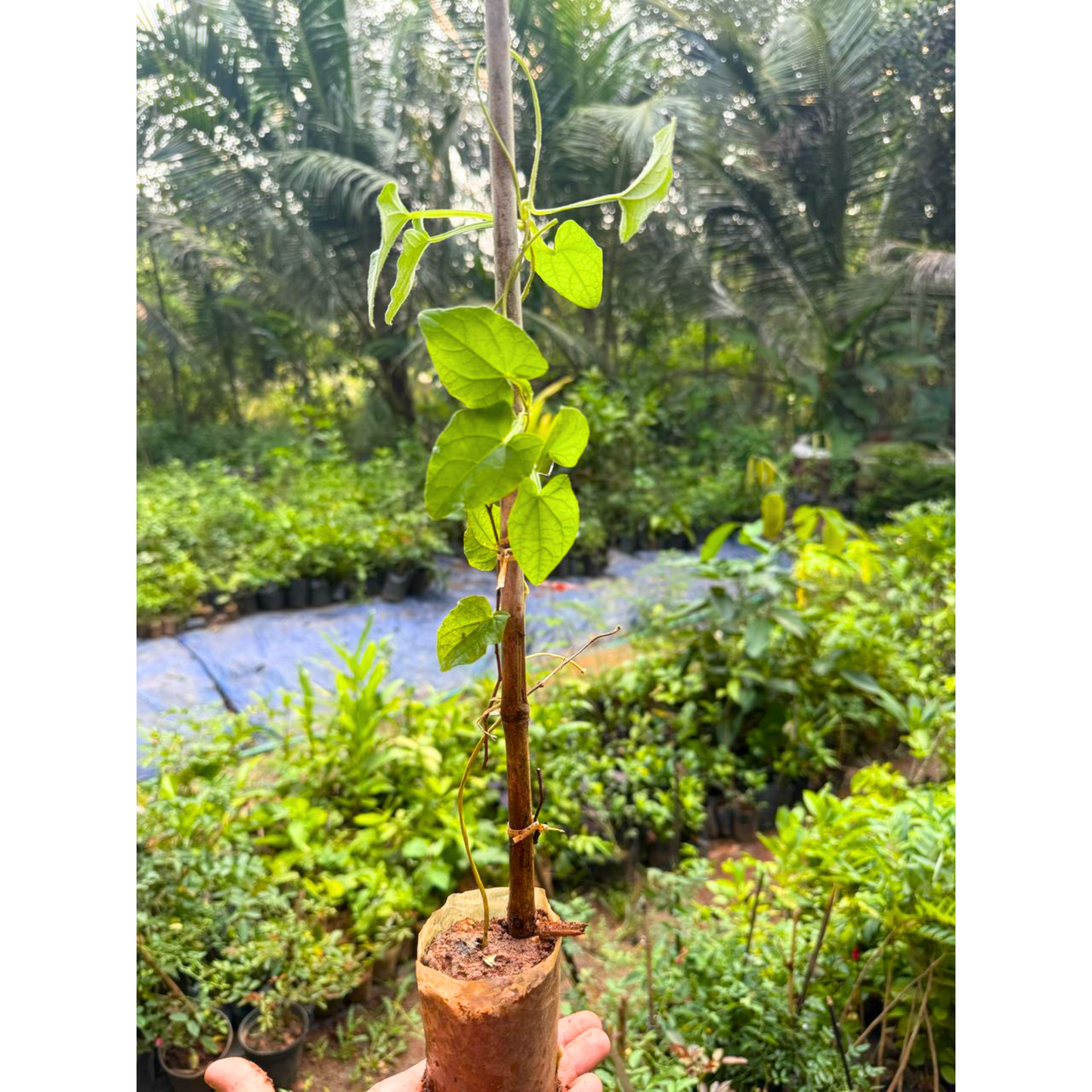 Black Eyed Susan White (Thunbergia alata) Rare Flowering Live Plant