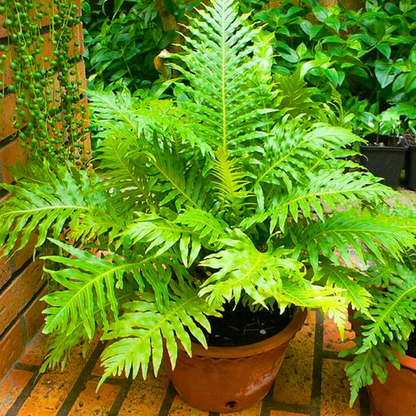 Blechnum gibbum (Oceaniopteris gibba) Dwarf Tree Fern Live Plant