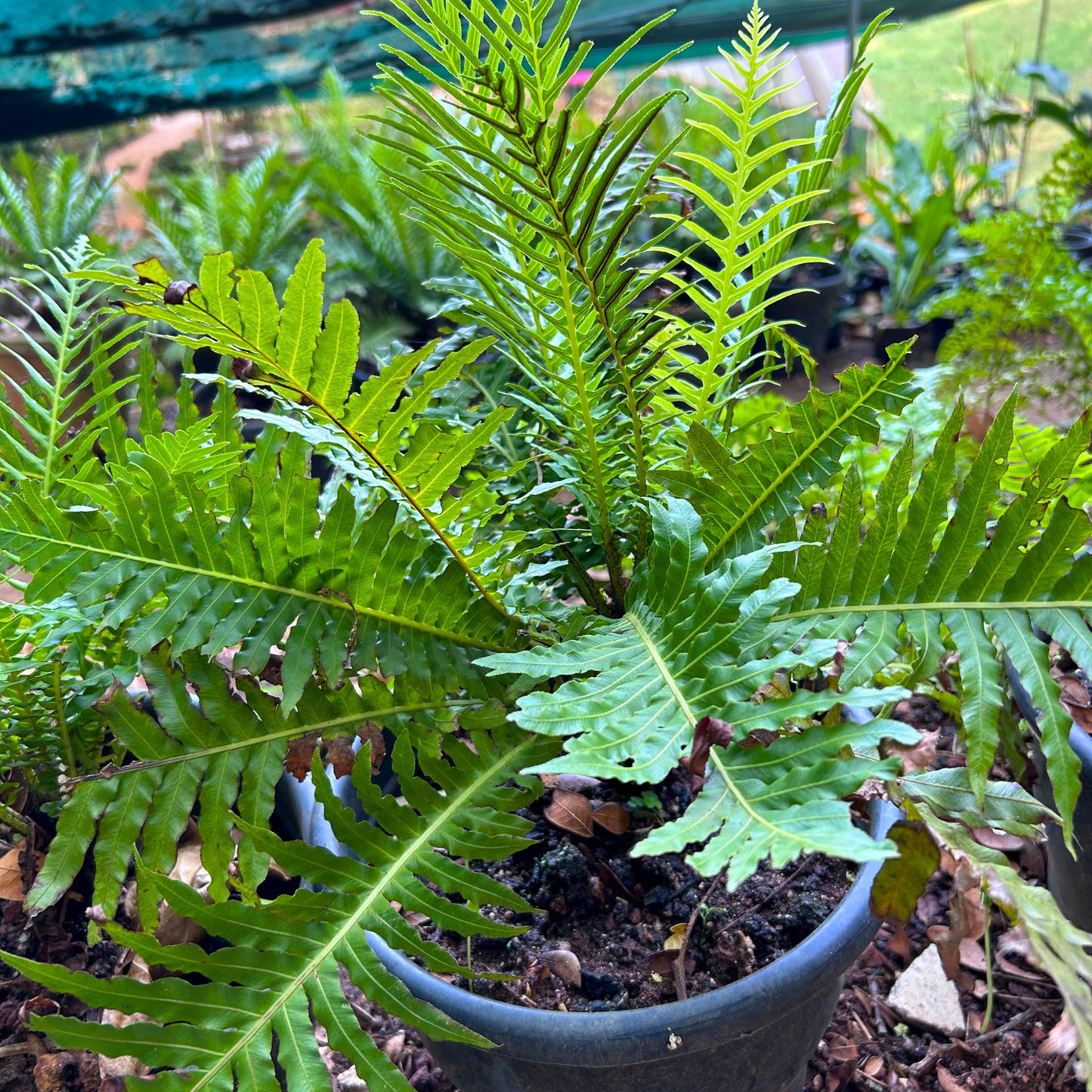 Blechnum gibbum (Oceaniopteris gibba) Dwarf Tree Fern Live Plant
