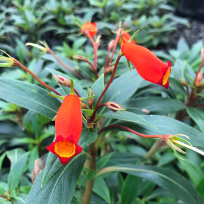 Bolivian Sunset (Seemannia sylvatica) Rare Flowering Live Plant