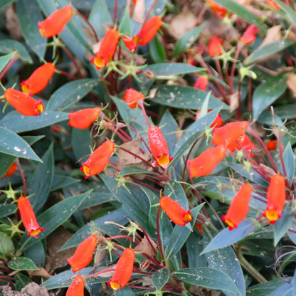 Bolivian Sunset (Seemannia sylvatica) Rare Flowering Live Plant