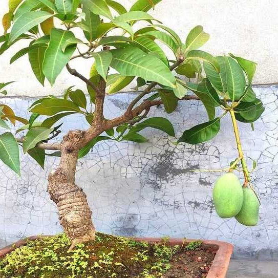 Kilichundan Mango  Mango Bonsai Tree  Live Plant