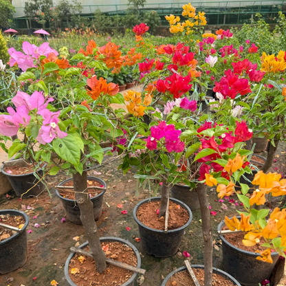 Bougainvillea Multi Graft (Paper Flower) Rare Flowering Live Plant