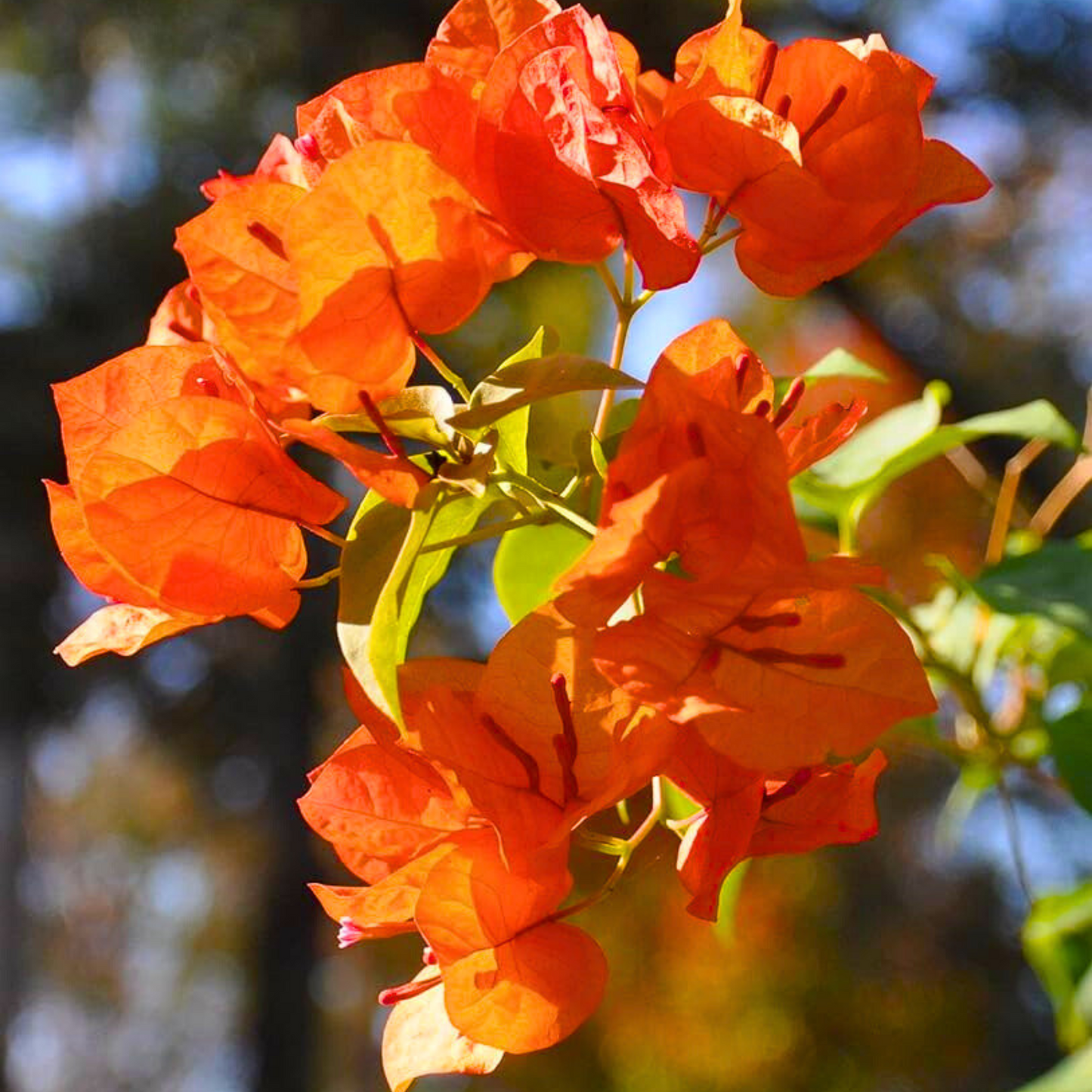 Bougainvillea Orange (Paper Flower) Flowering Live Plant