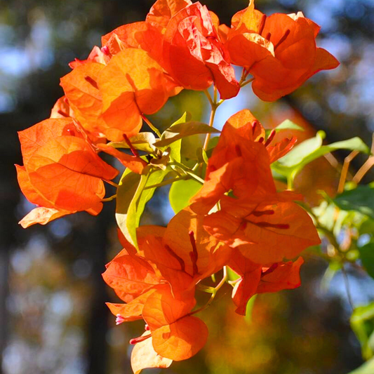 Bougainvillea Orange (Paper Flower) Flowering Live Plant