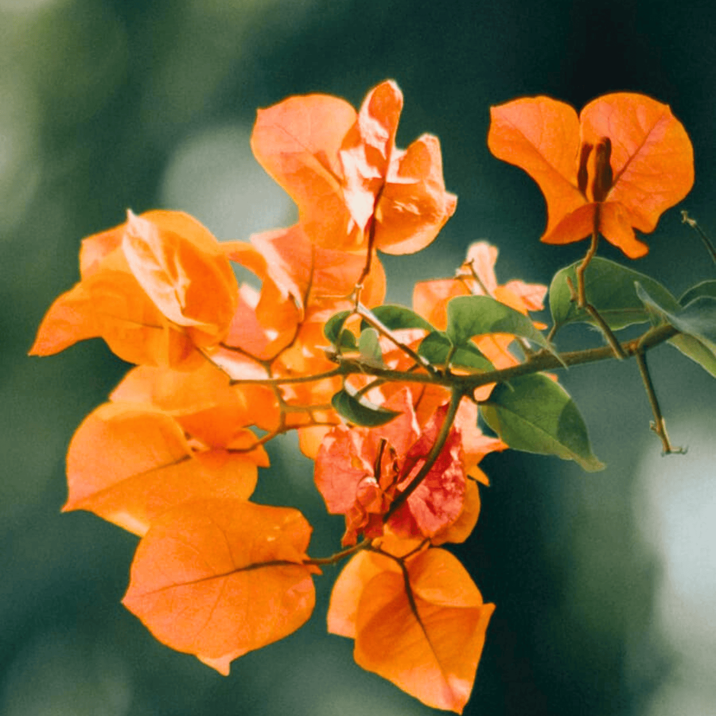 Bougainvillea Orange (Paper Flower) Flowering Live Plant