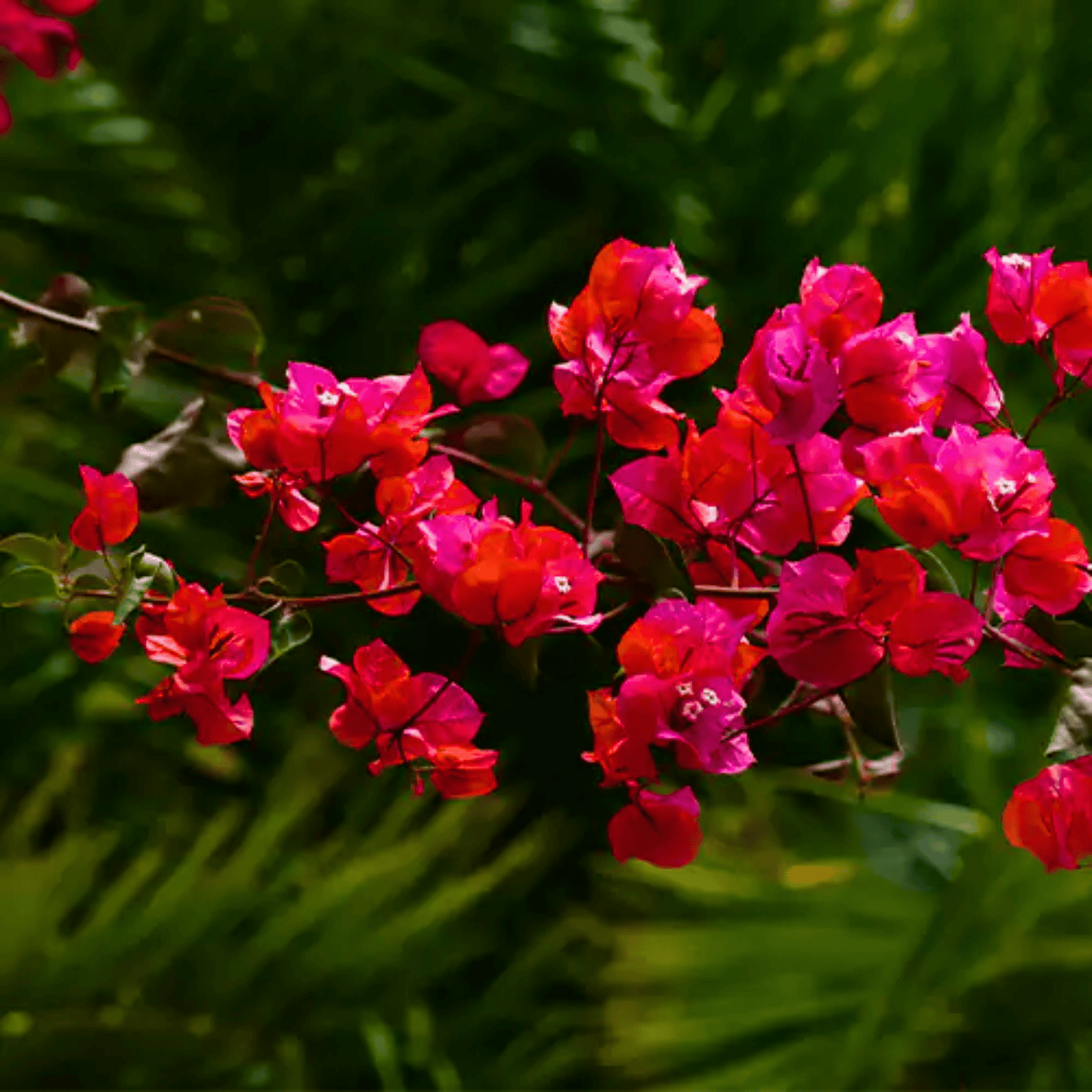 Variegated  Bougainvillea Red (Paper Flower) Leaves Flowering Live Plant