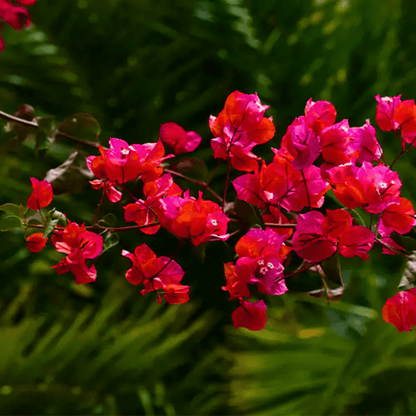Variegated  Bougainvillea Red (Paper Flower) Leaves Flowering Live Plant