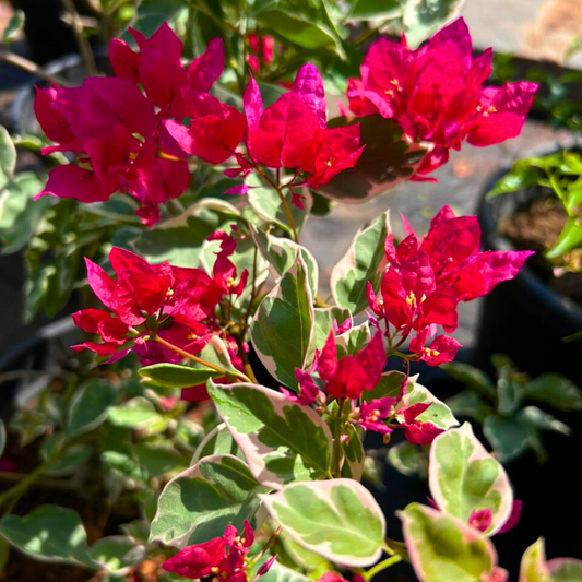 Variegated  Bougainvillea Red (Paper Flower) Leaves Flowering Live Plant