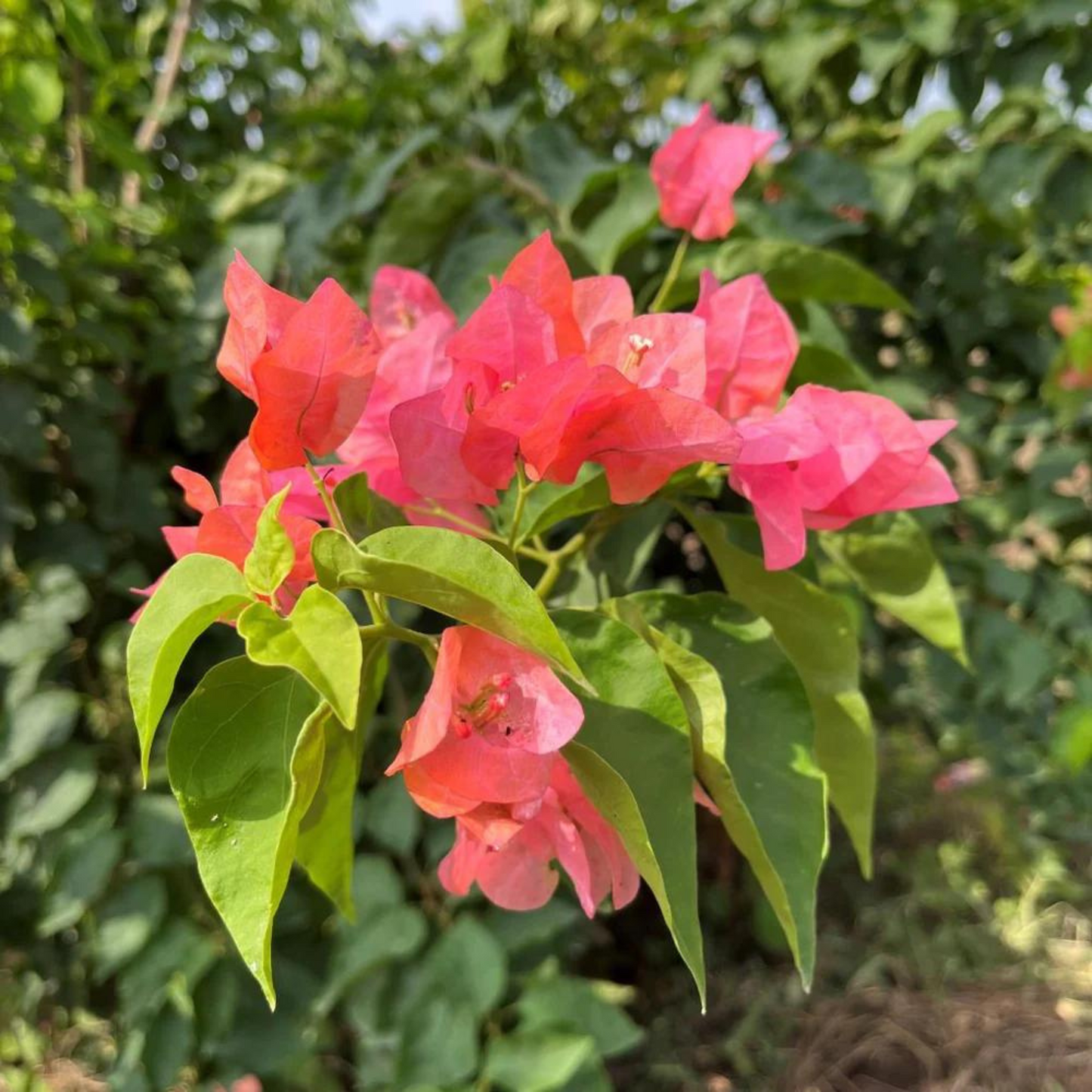 Bougainvillea Salmon Pink (Paper Flower) Flowering Live Plant