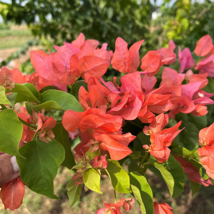 Bougainvillea Salmon Pink (Paper Flower) Flowering Live Plant
