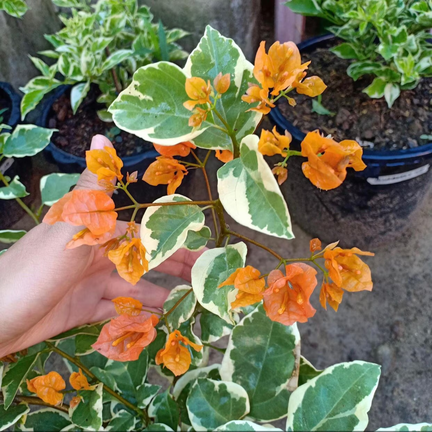 Bougainvillea Variegated with Orange Flowers Rare Flowering Live Plant