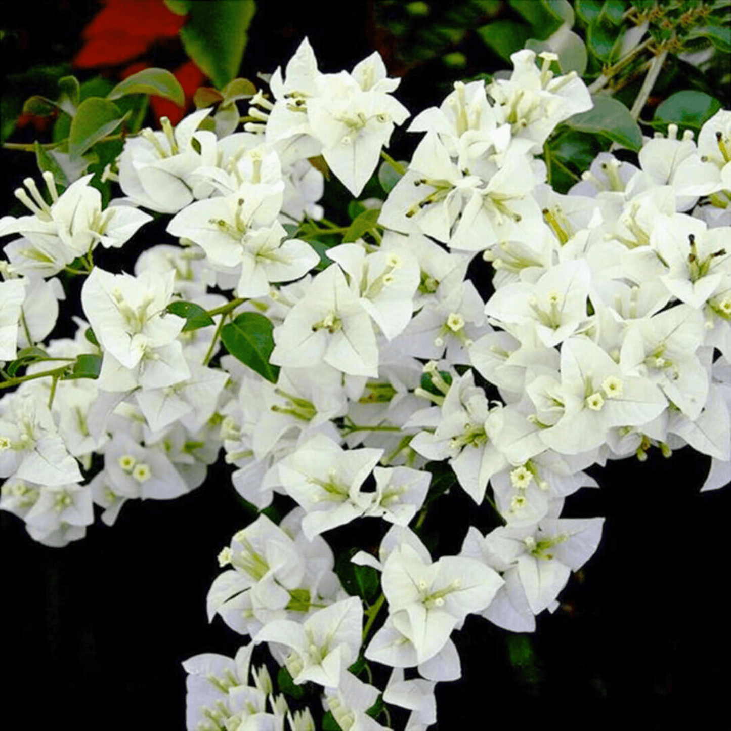 Bougainvillea White (Paper Flower) Flowering Live Plant
