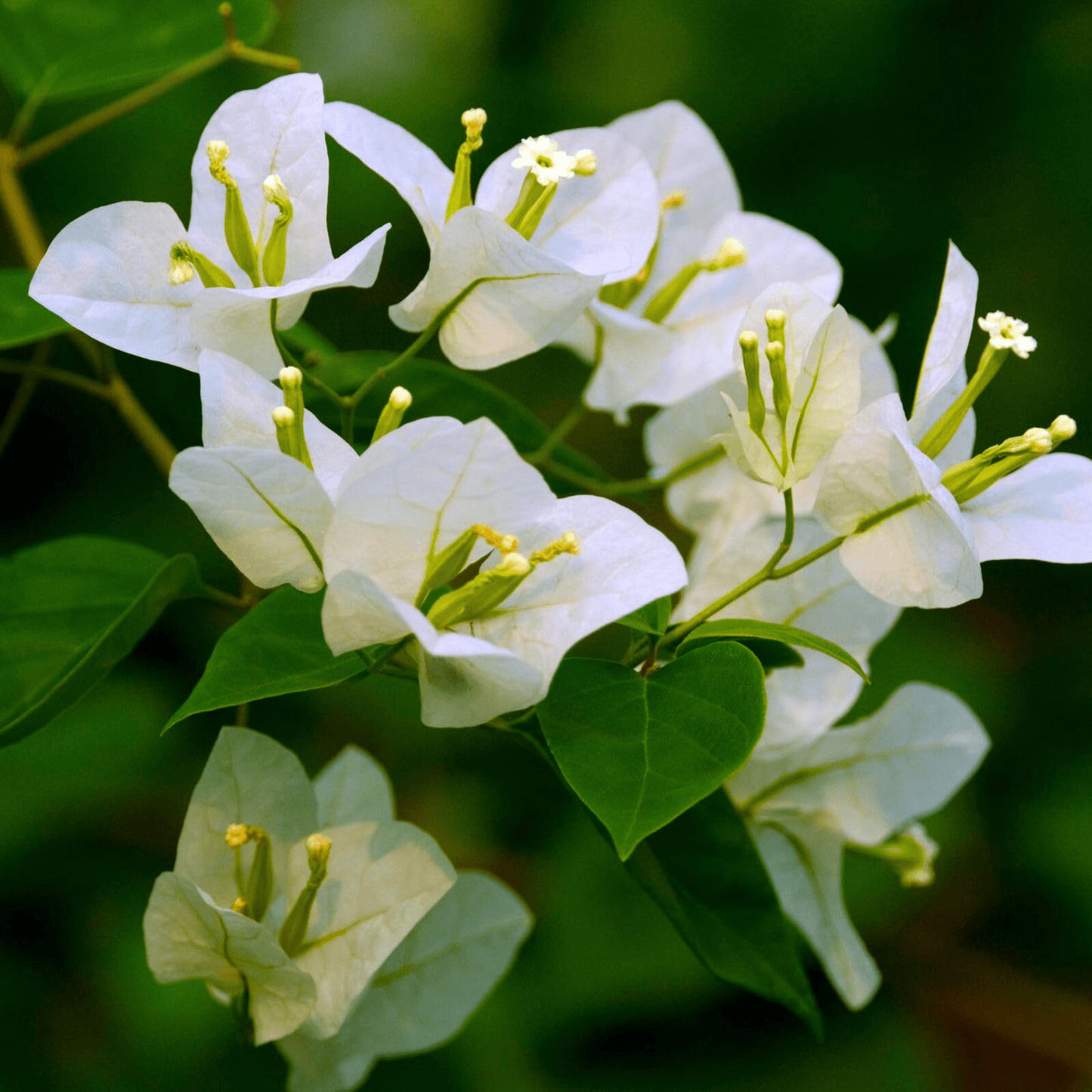 Bougainvillea White (Paper Flower) Flowering Live Plant