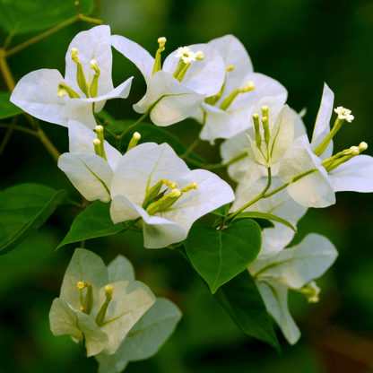 Bougainvillea White (Paper Flower) Flowering Live Plant
