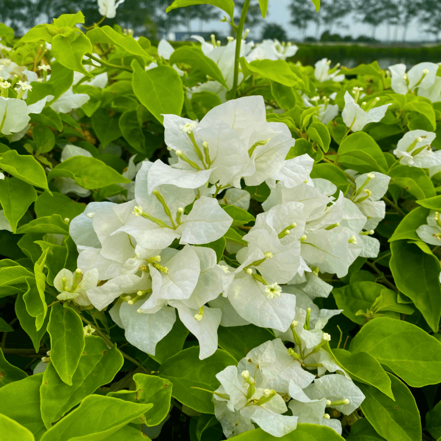 Bougainvillea White (Paper Flower) Flowering Live Plant