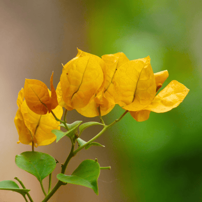 Bougainvillea Yellow (Paper Flower) Flowering Live Plant
