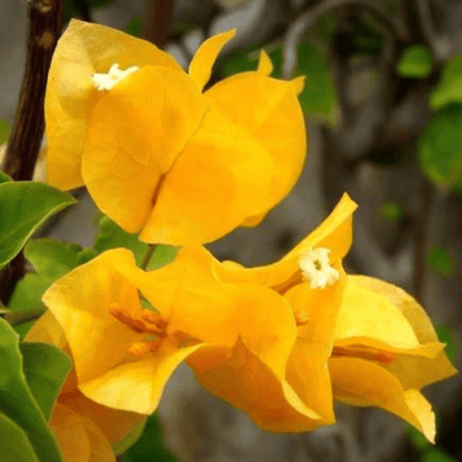 Bougainvillea Yellow (Paper Flower) Flowering Live Plant