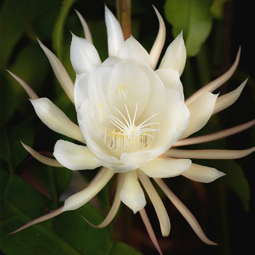 Brahma Kamal - White (Epiphyllum oxypetalum) Flowering Live Plant