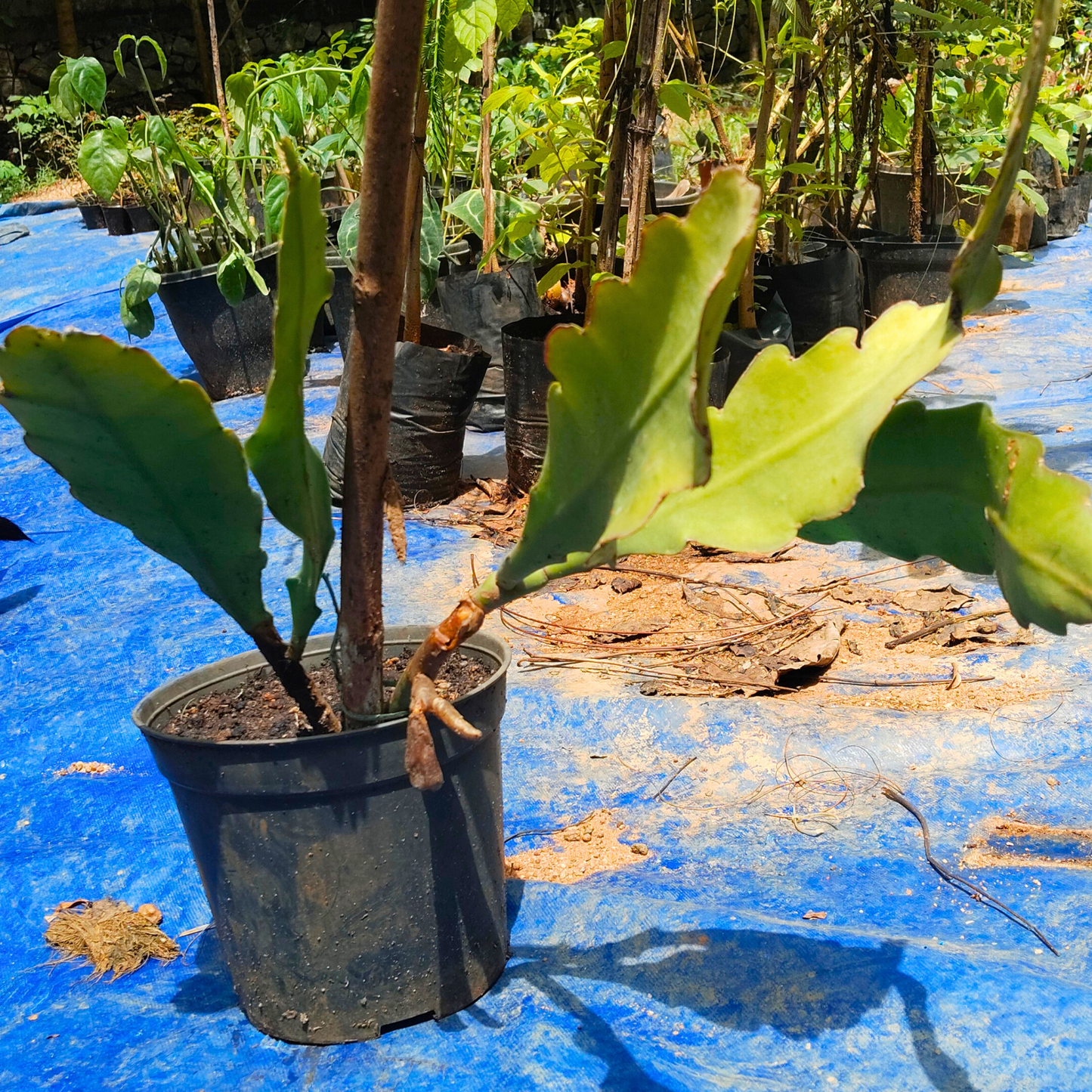 Brahma Kamal - Pink (Saussurea obvallata) Flowering Live Plant with Pot