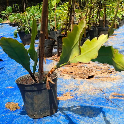 Brahma Kamal - Pink (Saussurea obvallata) Flowering Live Plant with Pot